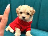 Irk Ve Sağlik Garanti̇li̇ Malti̇poo
