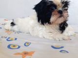 Anne Baba Yanında Büyüyen Safkan Shihtzu Yavruları