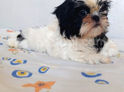Anne Baba Yanında Büyüyen Safkan Shihtzu Yavruları görsel
