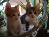 Tekir Kedi Dişi Yavru