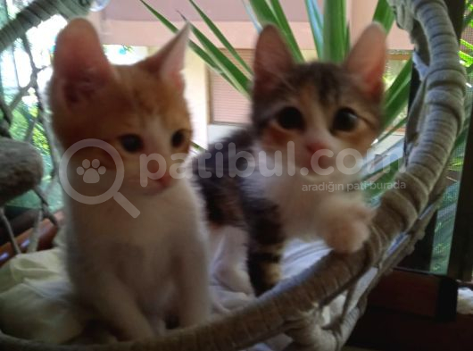 Tekir Kedi Dişi Yavru görsel