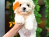 Orji̇nal Maltese Bebekleri̇