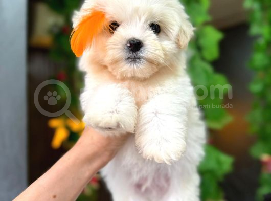 Orji̇nal Maltese Bebekleri̇ görsel