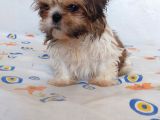 Anne Baba Yanında Büyüyen Safkan Shihtzu Yavruları