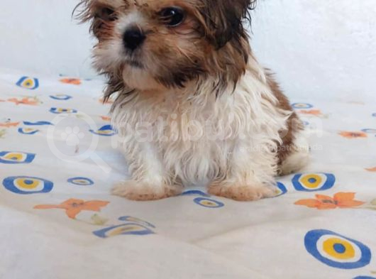 Anne Baba Yanında Büyüyen Safkan Shihtzu Yavruları görsel