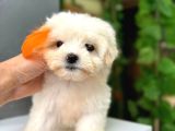 Orji̇nal Maltese Bebekleri̇