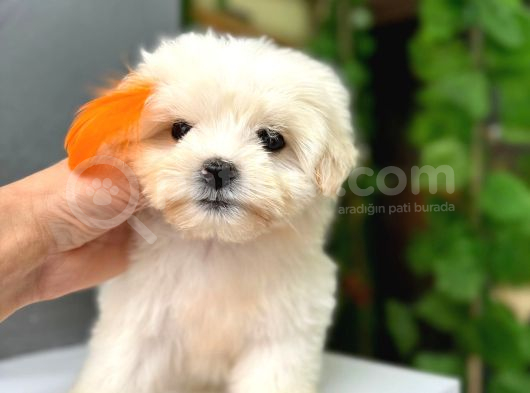 Orji̇nal Maltese Bebekleri̇ görsel