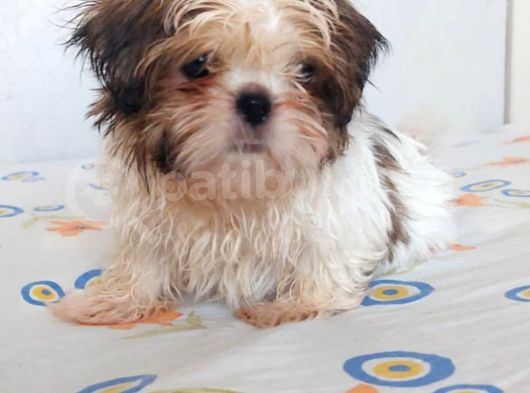 Anne Baba Yanında Büyüyen Safkan Shihtzu Yavruları görsel