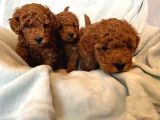 ZİYARETE AÇIK GÖZ ALICI GÜZELLİKTEKİ POODLE BEBEKLER