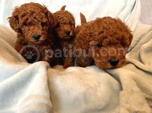 Zi̇yarete Açik Göz Alici Güzelli̇kteki̇ Poodle Bebekler