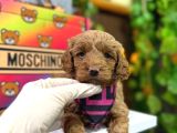 Dizayn ırk maltipoo tüy dökmez koku yapmaz