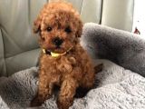 Zi̇yarete Açik Göz Alici Güzelli̇kteki̇ Poodle Bebekler