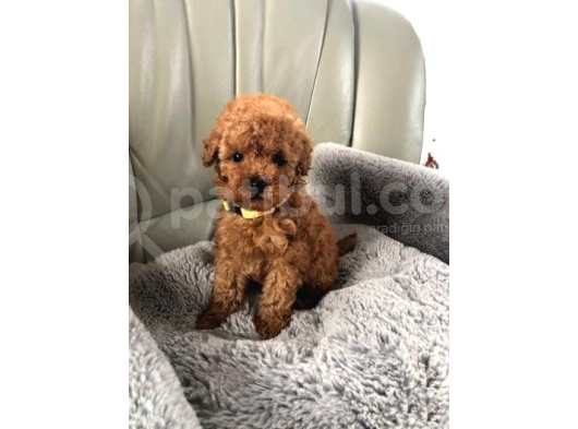 Zi̇yarete Açik Göz Alici Güzelli̇kteki̇ Poodle Bebekler görsel