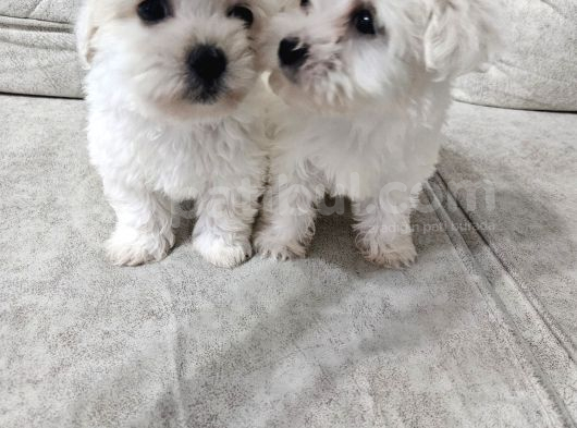 Maltese Yavrularımız