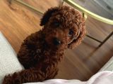 Irkının En Yakışıklısı 5 Aylık Toy Poodle
