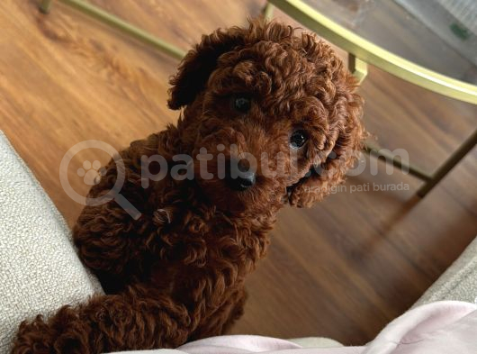 Irkının En Yakışıklısı 5 Aylık Toy Poodle görsel
