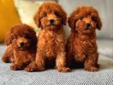 Kıpkırmızı Toypoodle Bebekler Uygun
