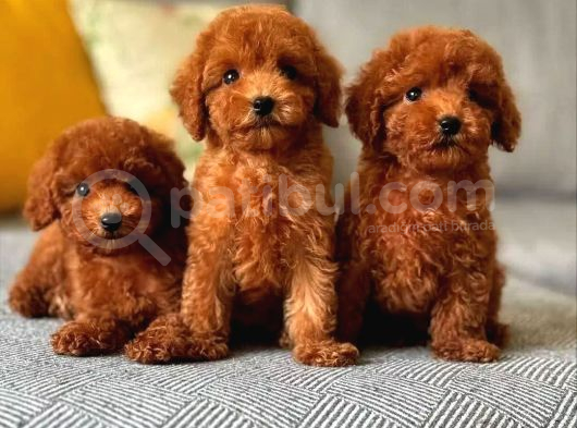 Kıpkırmızı Toypoodle Bebekler Uygun görsel