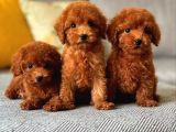 Kıpkırmızı toypoodle bebekler uygun
