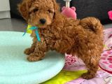 Kıpkırmızı Toypoodle Bebekler Uygun