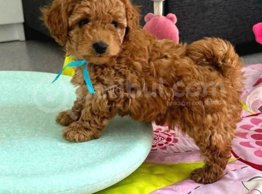 Kıpkırmızı Toypoodle Bebekler Uygun görsel