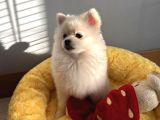 Pomerani̇an Boo Ci̇nsi̇ Yavrumuzu Sahi̇plendi̇ri̇yoruz