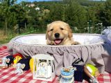 Baby face safkan Golden retriever yavrularımız
