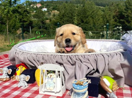 Baby Face Safkan Golden Retriever Yavrularımız