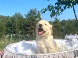 Baby Face Safkan Golden Retriever Yavrularımız