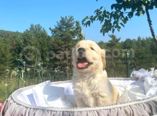 Baby Face Safkan Golden Retriever Yavrularımız görsel