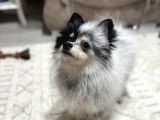 Nadir maskeli eğitimli aşılı pomeranian boo