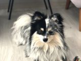 Nadir Maskeli Eğitimli Aşılı Pomeranian Boo