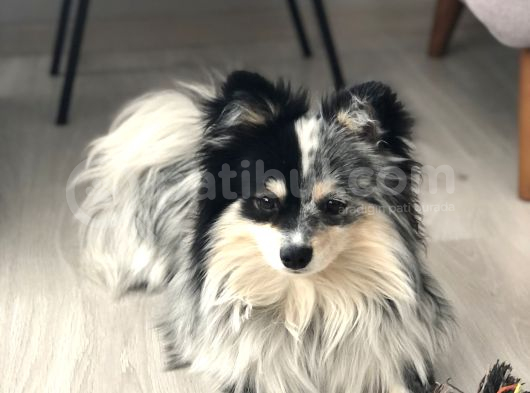 Nadir Maskeli Eğitimli Aşılı Pomeranian Boo görsel