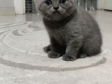 Yakışıklı British Blue Oğlumuz