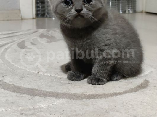 Yakışıklı British Blue Oğlumuz görsel
