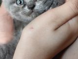 Yakışıklı British Blue Oğlumuz