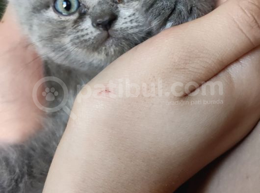 Yakışıklı British Blue Oğlumuz görsel