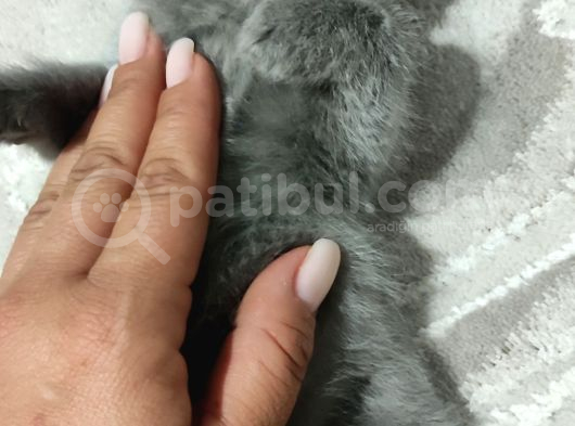 Yakışıklı British Blue Oğlumuz görsel