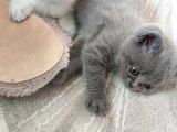 Yakışıklı british blue oğlumuz