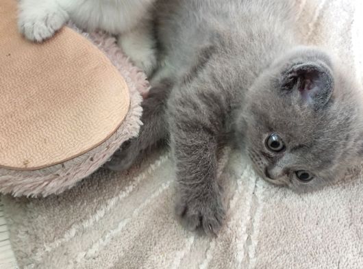 Yakışıklı British Blue Oğlumuz