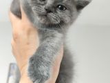 Yakışıklı British Blue Oğlumuz