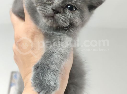 Yakışıklı British Blue Oğlumuz görsel