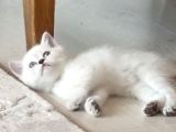 Dünya Tatlısı Beyaz Kızımız
