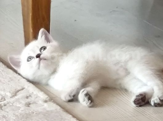 Dünya Tatlısı Beyaz Kızımız görsel