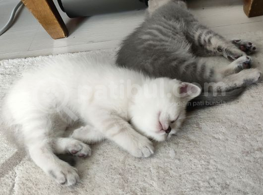Dünya Tatlısı Beyaz Kızımız görsel