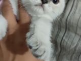 Dünya Tatlısı Beyaz Kızımız