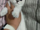 Dünya Tatlısı Beyaz Kızımız