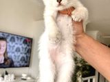 Uygun Di̇şi̇ Scotti̇sh Erkek Bri̇ti̇sh Bebeler