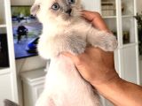 Uygun Di̇şi̇ Scotti̇sh Erkek Bri̇ti̇sh Bebeler