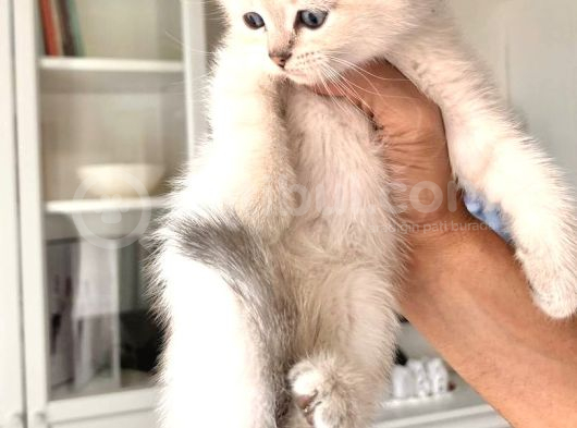 Uygun Di̇şi̇ Scotti̇sh Erkek Bri̇ti̇sh Bebeler görsel